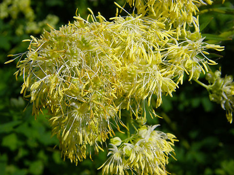 Lesser meadow-rue - Thalictrum minus KU Leuven small botanical garden. Cultivated.  Belgium,Geotagged,Spring,Thalictrum minus