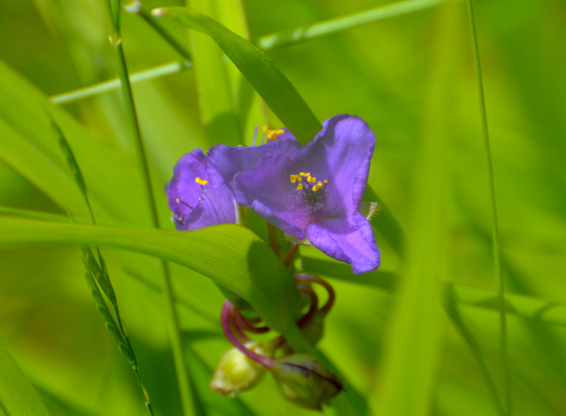 Ohio spiderwort - Tradescantia ohiensis KU Leuven small botanical garden. Cultivated.  Belgium,Geotagged,Ohio spiderwort,Spring,Tradescantia ohiensis