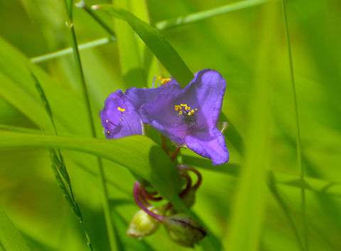 Ohio spiderwort - Tradescantia ohiensis KU Leuven small botanical garden. Cultivated.  Belgium,Geotagged,Ohio spiderwort,Spring,Tradescantia ohiensis