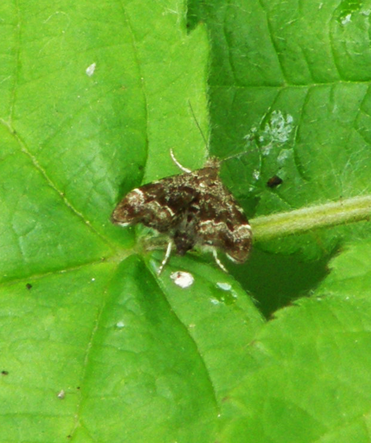 Common nettle-tap - Anthophila fabriciana Droogveld, Zellik. Anthophila fabriciana,Belgium,Common nettle-tap,Geotagged,Spring