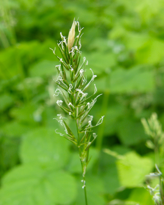 Sweet vernal grass - Anthoxanthum odoratum Droogveld, Zellik.  Anthoxanthum odoratum,Belgium,Geotagged,Spring