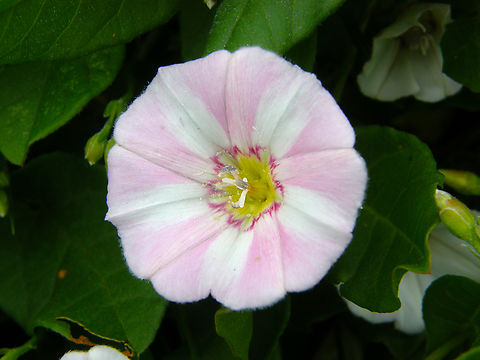 Field Bindweed - Convolvulus arvensis Droogveld, Zellik.  Belgium,Convolvulus arvensis,Field Bindweed,Geotagged,Spring