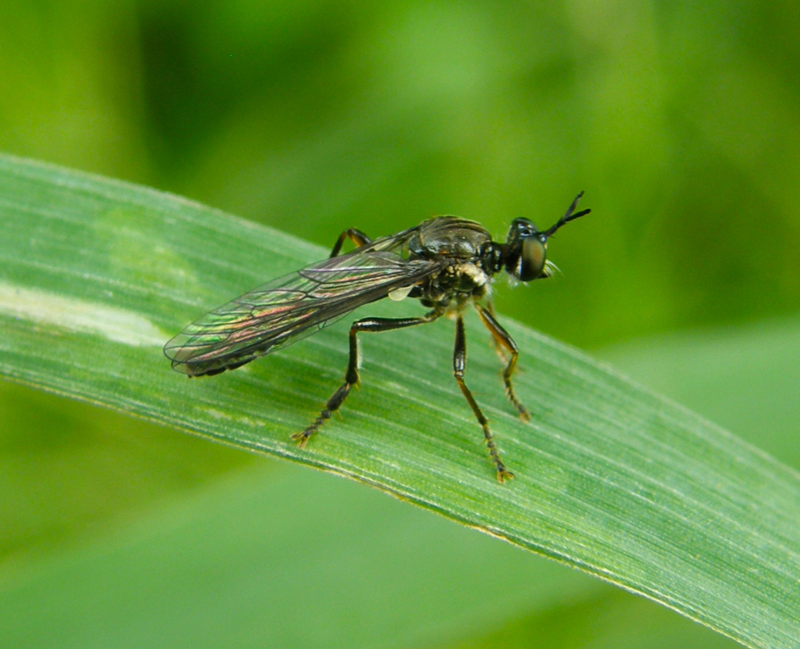 Robber Fly - Dioctria hyalipennis Droogveld, Zellik.         Belgium,Dioctria hyalipennis,Geotagged,Spring