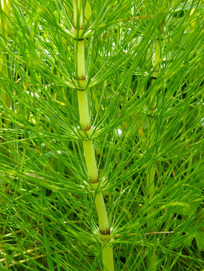 Northern giant horsetail - Equisetum telmateia Droogveld, Zellik.  Belgium,Equisetum telmateia,Geotagged,Northern giant horsetail,Spring