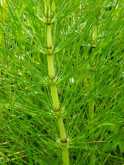 Northern giant horsetail - Equisetum telmateia Droogveld, Zellik.  Belgium,Equisetum telmateia,Geotagged,Northern giant horsetail,Spring