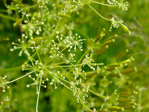 Sickleweed - Falcaria vulgaris Droogveld, Zellik.  Belgium,Falcaria  vulgaris,Falcaria vulgaris,Geotagged,Spring