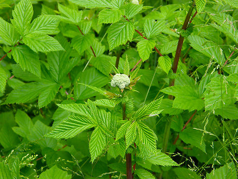 Meadowsweet - Filipendula ulmaria Droogveld, Zellik.  Belgium,Filipendula ulmaria,Geotagged,Meadowsweet,Spring