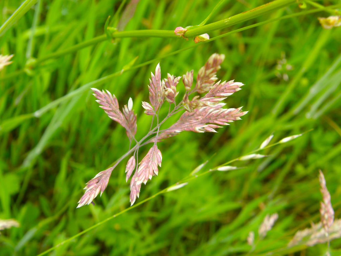 Yorkshire Fog - Holcus lanatus Droogveld, Zellik.  Belgium,Geotagged,Holcus lanatus,Spring,Yorkshire Fog