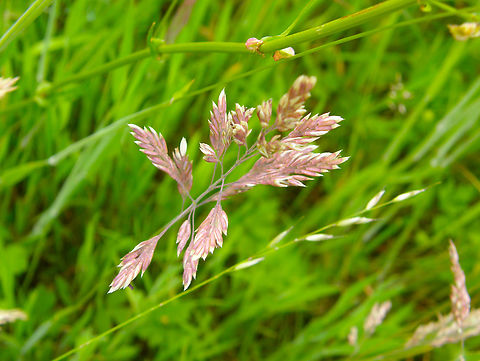 Yorkshire Fog - Holcus lanatus Droogveld, Zellik.  Belgium,Geotagged,Holcus lanatus,Spring,Yorkshire Fog