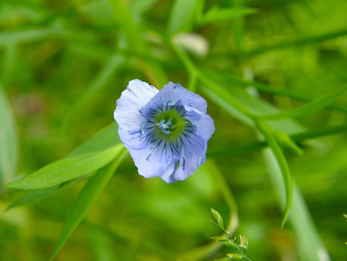 Pale Flax - Linum bienne Droogveld, Zellik.  Belgium,Geotagged,Linum bienne,Pale Flax,Spring