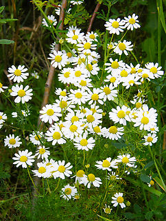 Matricaria chamomilla Droogveld, Zellik.       Belgium,Geotagged,German Chamomile,Matricaria chamomilla,Spring