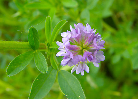 Alfalfa - Medicago sativa Droogveld, Zellik.  Alfalfa,Belgium,Geotagged,Medicago sativa,Spring