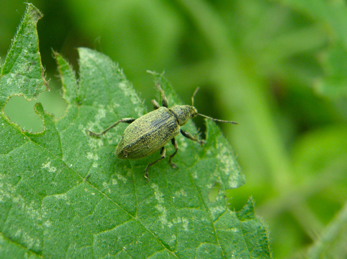 Broad-nosed weevil - Tanymecus_palliatus Droogveld, Zellik.  Belgium,Geotagged,Spring,Tanymecus palliatus