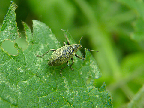 Broad-nosed weevil - Tanymecus_palliatus Droogveld, Zellik.  Belgium,Geotagged,Spring,Tanymecus palliatus