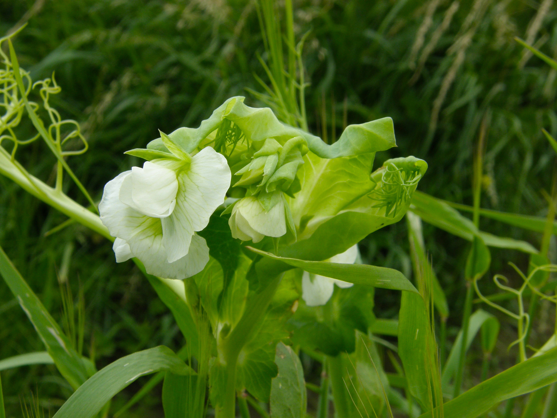 Pea - Pisum sativum Droogveld, Zellik.  Belgium,Geotagged,Pea,Pisum sativum,Spring