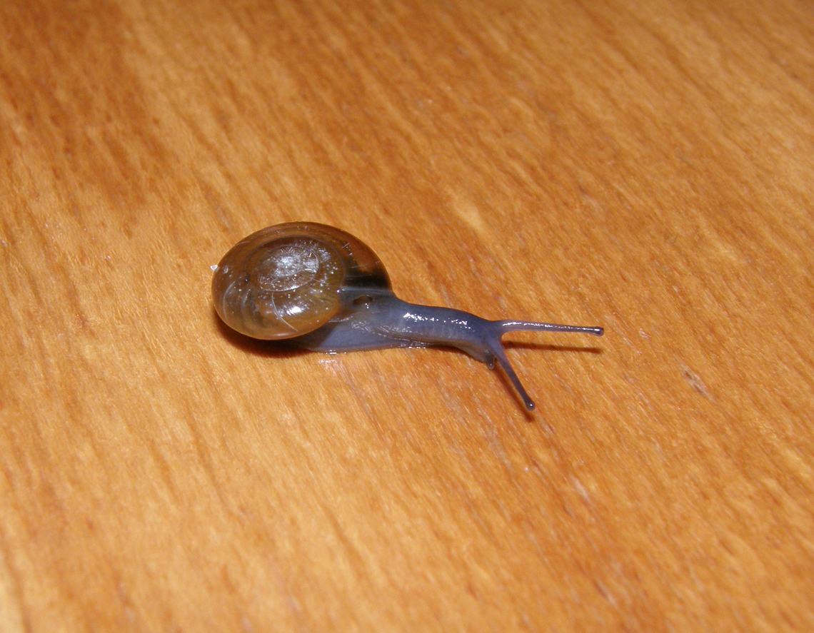 Draparnaud's glass snail - Oxychilus draparnaudi Found in our garden/terrace. Belgium,Geotagged,Oxychilus draparnaudi,Spring