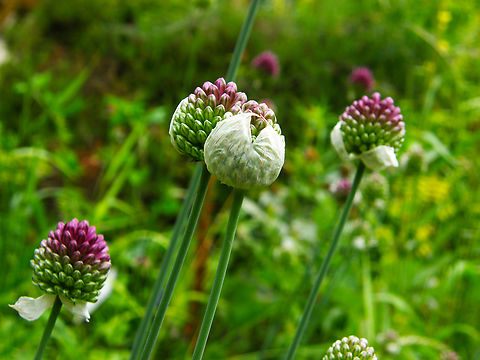 Allium sphaerocephalum KU Leuven small botanical garden. Cultivated.    Allium sphaerocephalon,Belgium,Geotagged,Summer