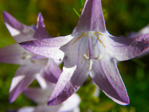 Spreading bellflower - Campanula_patula KU Leuven small botanical garden. Cultivated.  Belgium,Campanula patula,Geotagged,Summer