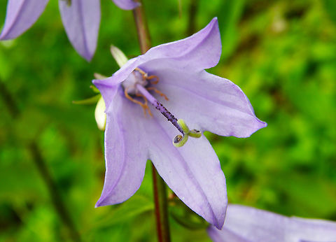 Creeping Bellflower - Campanula rapunculoides KU Leuven small botanical garden. Cultivated.      Belgium,Campanula rapunculoides,Creeping Bellflower,Geotagged,Summer