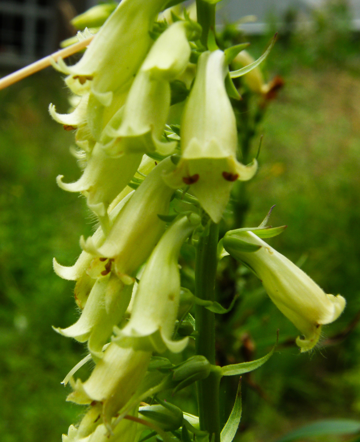 Digitalis lutea KU Leuven small botanical garden. Cultivated.        Belgium,Digitalis lutea,Geotagged,Summer