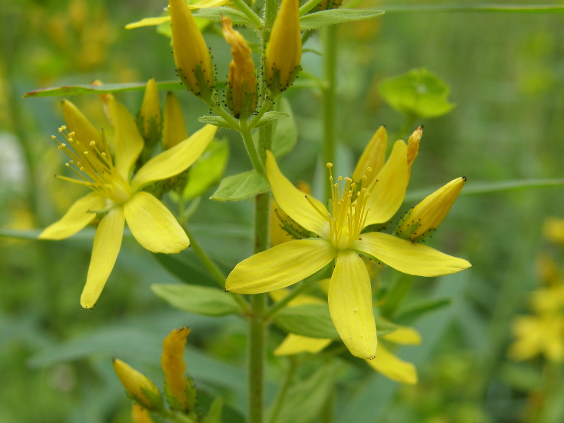 Hypericum hirsutum KU Leuven small botanical garden. Cultivated.  Belgium,Geotagged,Hypericum hirsutum,Summer