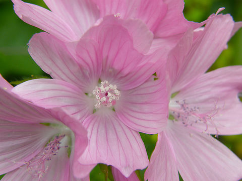 Malva tournefortiana KU Leuven small botanical garden. Cultivated.  Belgium,Geotagged,Malva tournefortiana,Summer
