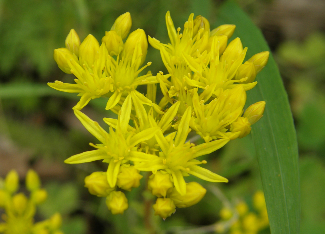 Sedum rupestre KU Leuven small botanical garden. Cultivated.  Belgium,Geotagged,Sedum reflexum,Summer