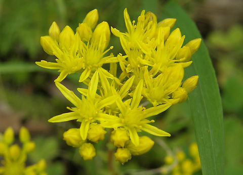 Sedum rupestre KU Leuven small botanical garden. Cultivated.  Belgium,Geotagged,Sedum reflexum,Summer