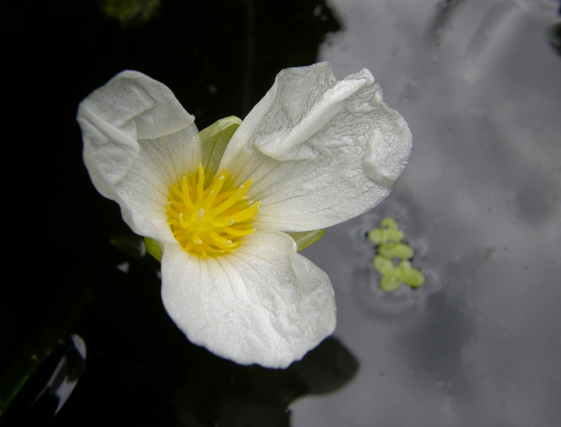 Water-Soldier - Stratiotes aloides KU Leuven small botanical garden. Cultivated.  Belgium,Geotagged,Stratiotes aloides,Summer,Water-Soldier