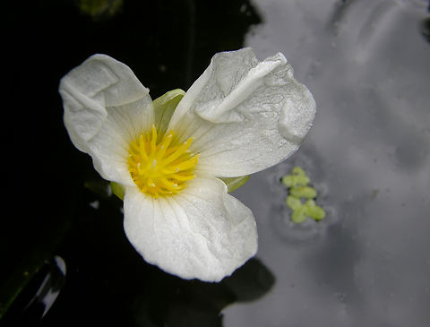 Water-Soldier - Stratiotes aloides KU Leuven small botanical garden. Cultivated.  Belgium,Geotagged,Stratiotes aloides,Summer,Water-Soldier