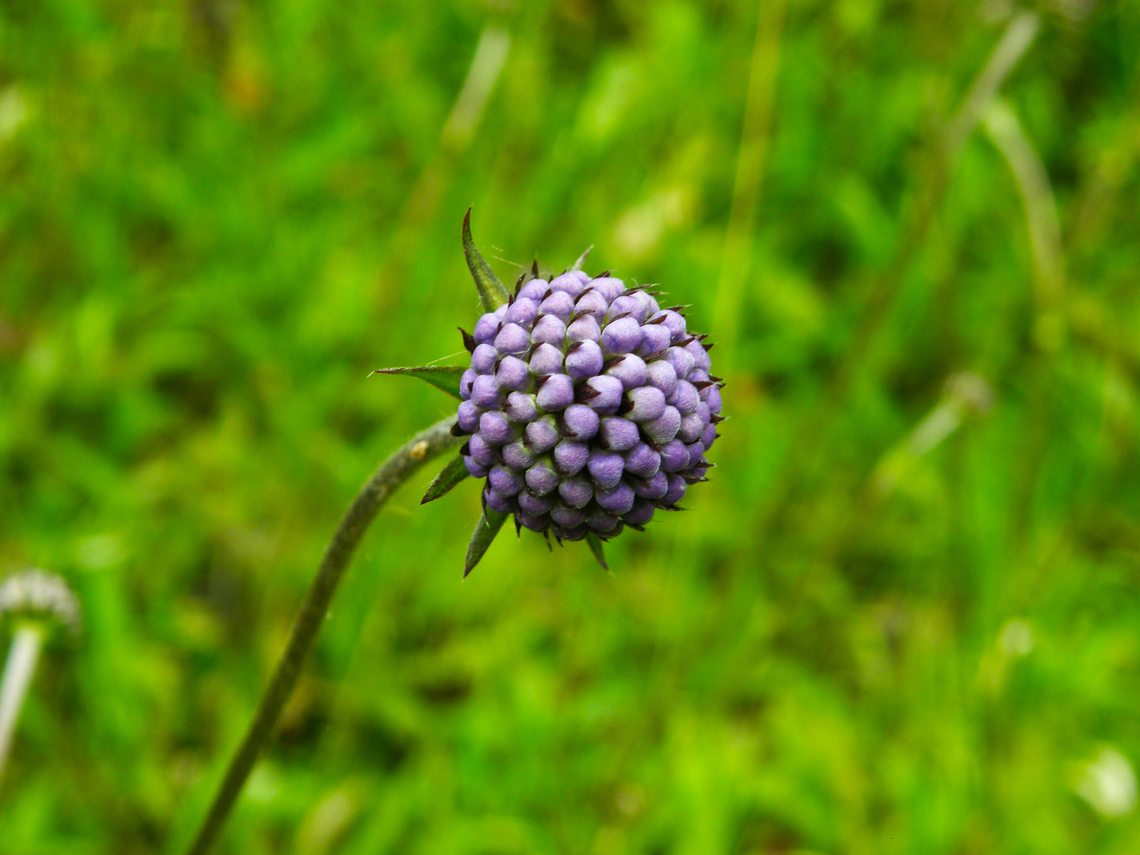 Devil's-bit Scabious - Succisa pratensis KU Leuven small botanical garden. Cultivated.         Belgium,Devil's-bit Scabious,Geotagged,Succisa pratensis,Summer
