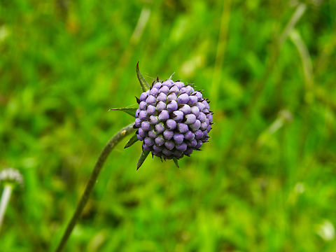 Devil's-bit Scabious - Succisa pratensis KU Leuven small botanical garden. Cultivated.         Belgium,Devil's-bit Scabious,Geotagged,Succisa pratensis,Summer