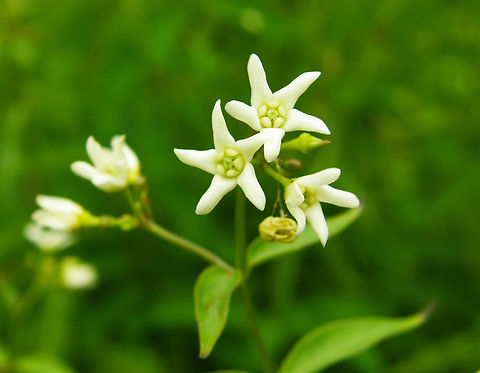 Swallow-Wort - Vincetoxicum hirundinaria KU Leuven small botanical garden. Cultivated.  Belgium,Geotagged,Summer,Swallow-Wort,Vincetoxicum hirundinaria