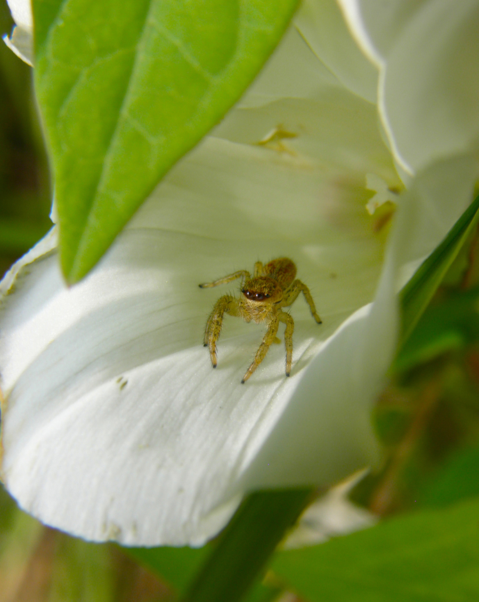 Marpissa radiata Doode Bemde. Belgium,Geotagged,Marpissa radiata,Summer
