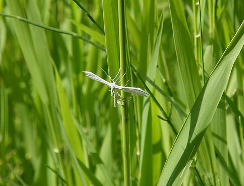 White plume moth - Pterophorus pentadactyla Doode Bemde. Belgium,Geotagged,Pterophorus pentadactyla,Summer,White plume moth