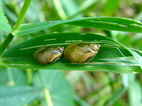 Succinea putris Doode Bemde. Belgium,Geotagged,Succinea putris,Summer