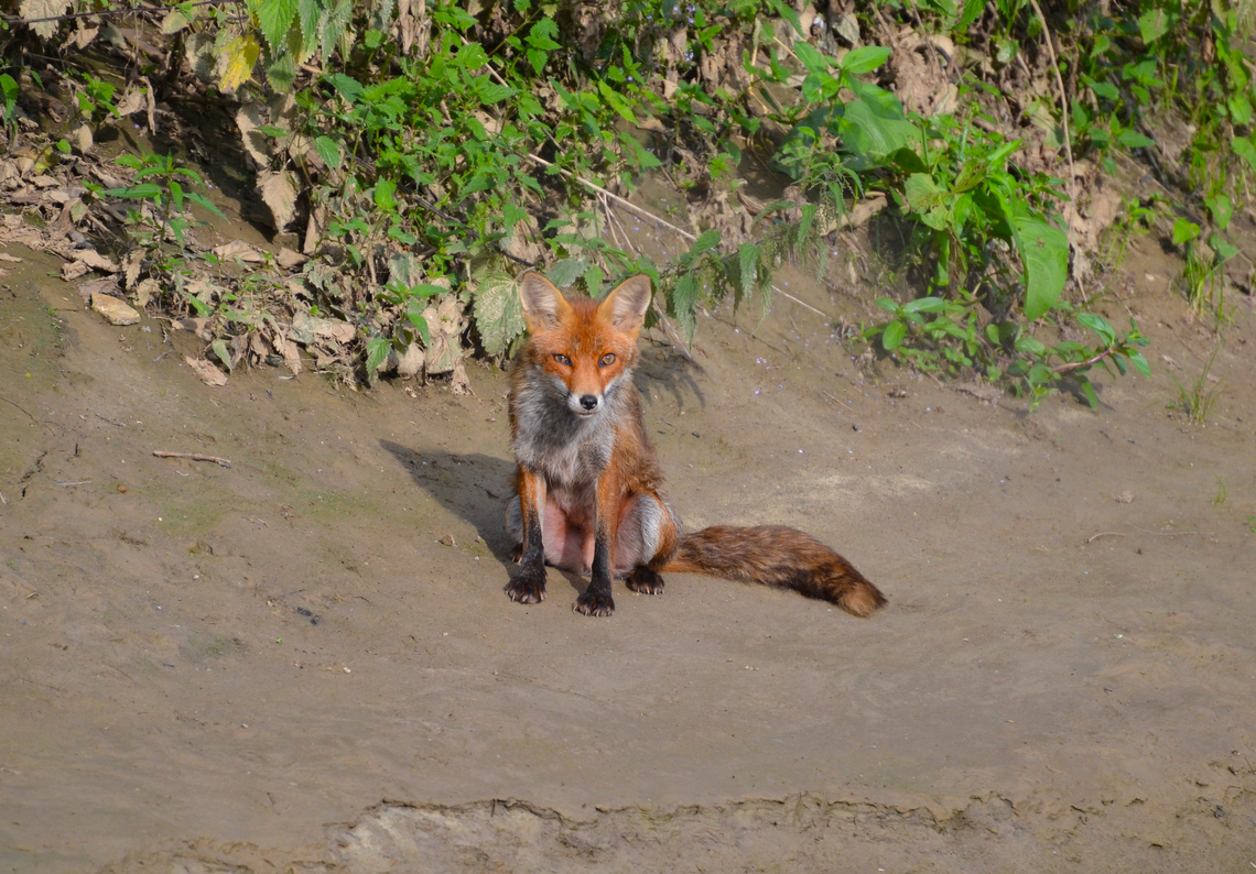 Red Fox - Vulpes vulpes River De Dijle, Doode Bemde. Belgium,Geotagged,Red Fox,Summer,Vulpes vulpes