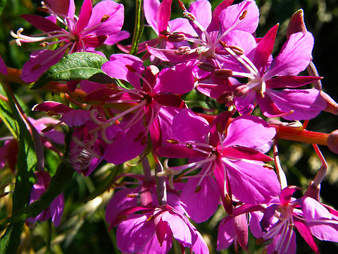 Rosebay willowherb or fireweed - Chamaenerion/Epilobium angustifolium Bertembos.        Belgium,Chamaenerion angustifolium,Geotagged,Rosebay willowherb or fireweed,Summer