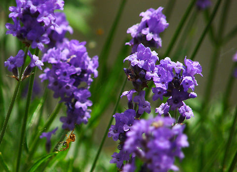 Common lavender - Lavandula angustifolia Bertembos.     Belgium,Common lavender,Geotagged,Lavandula angustifolia,Summer