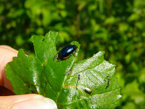 Alder Leaf Beetle - Agelastica alni Zoete Waters.
Look at the little flies around it, species here:
https://www.jungledragon.com/image/132228/yellow_swarming_fly_-_thaumatomyia_notata_with_beetle_agelastica_alni.html Agelastica alni,Alder Leaf Beetle,Belgium,Geotagged,Summer
