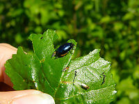 Alder Leaf Beetle - Agelastica alni Zoete Waters.<br />
Look at the little flies around it, species here:<br />
https://www.jungledragon.com/image/132228/yellow_swarming_fly_-_thaumatomyia_notata_with_beetle_agelastica_alni.html Agelastica alni,Alder Leaf Beetle,Belgium,Geotagged,Summer