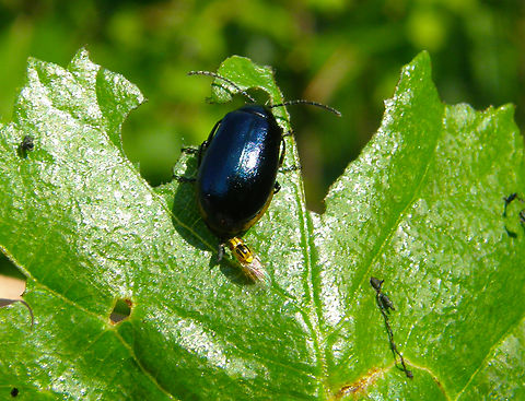 Yellow swarming fly - Thaumatomyia notata, with beetle Agelastica alni Eating feces from the beetle.
For the beetle species see:
https://www.jungledragon.com/image/132227/alder_leaf_beetle_-_agelastica_alni.html
Seen in Zoete Waters. Belgium,Geotagged,Summer,Thaumatomyia notata