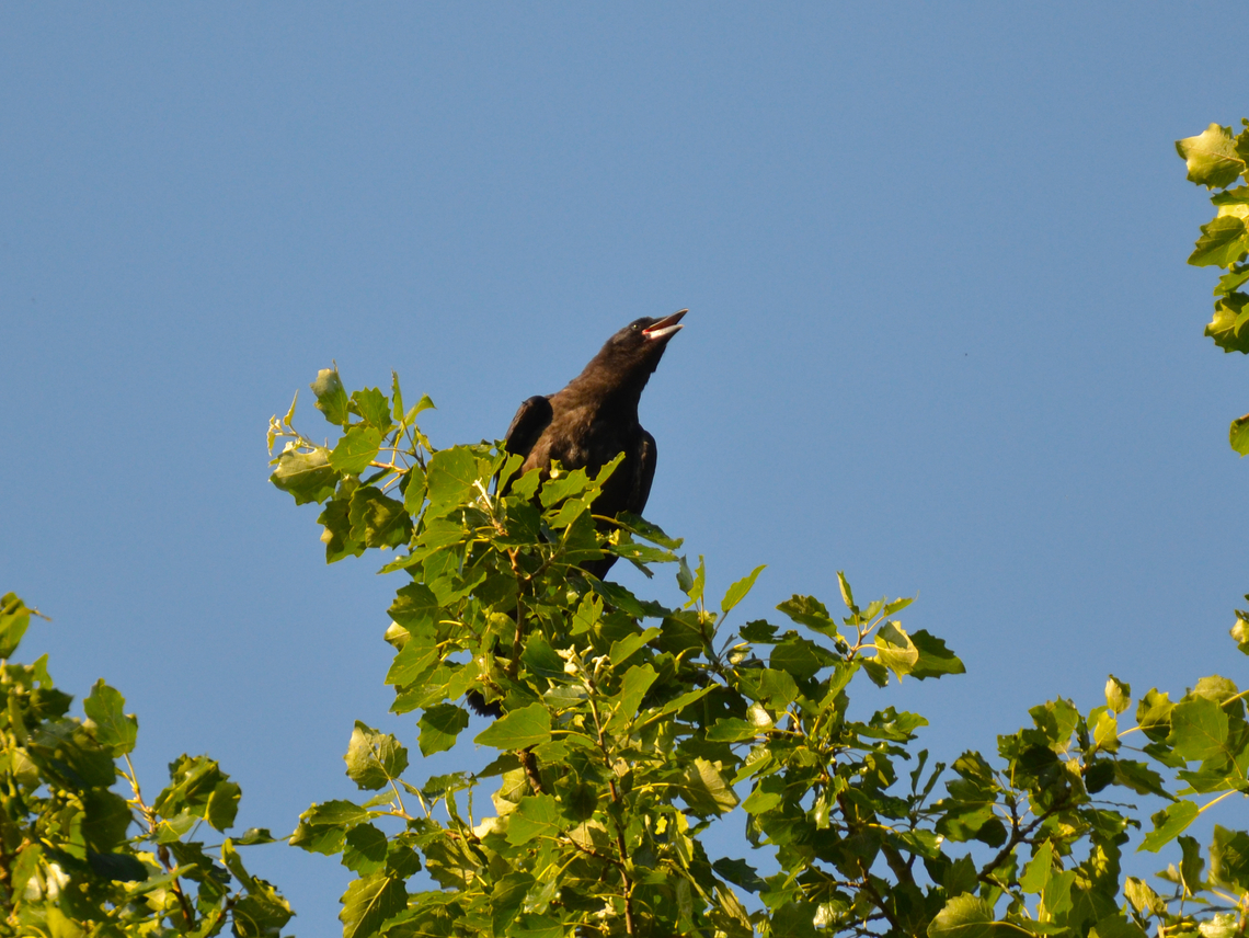 Carrion Crow - Corvus corone Zoete Waters. Belgium,Carrion Crow,Corvus corone,Geotagged,Summer