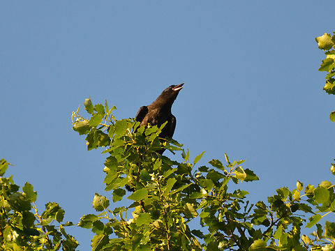 Carrion Crow - Corvus corone Zoete Waters. Belgium,Carrion Crow,Corvus corone,Geotagged,Summer