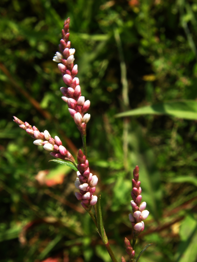 Spotted lady's thumb- Persicaria maculosa Zoete Waters.       Belgium,Geotagged,Persicaria maculosa,Spotted lady's thumb,Summer