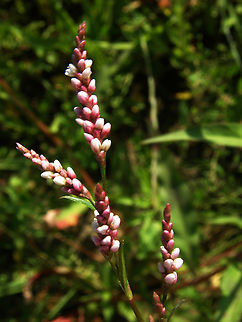 Spotted lady's thumb- Persicaria maculosa Zoete Waters.       Belgium,Geotagged,Persicaria maculosa,Spotted lady's thumb,Summer