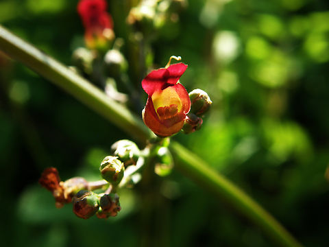 Common Figwort - Scrophularia nodosa Zoete Waters. Belgium,Common Figwort,Geotagged,Scrophularia nodosa,Summer