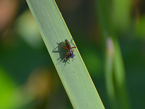 Sepedon sphegea Zoete Waters. Belgium,Geotagged,Sepedon sphegea,Summer