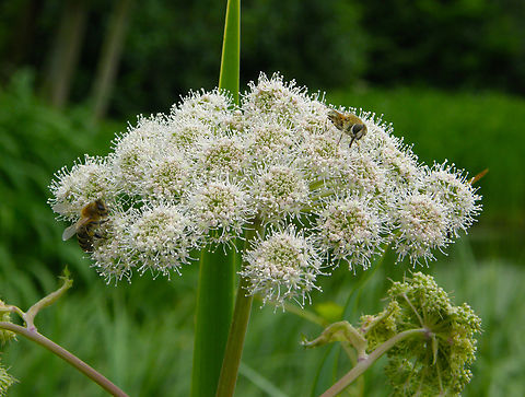 Wild angelica - Angelica sylvestris Zoete Waters. Angelica sylvestris,Belgium,Geotagged,Summer,Wild angelica