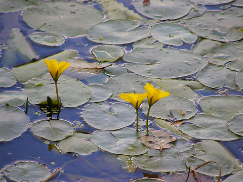 Fringed Water Lily - Nymphoides peltata Zoete Waters. Belgium,Fringed Water Lily,Geotagged,Nymphoides peltata,Summer